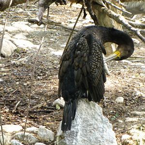 Tiergarten Schönbrunn 12.06.2010