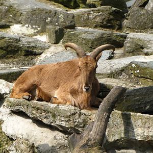 Tiergarten Schönbrunn 12.06.2010