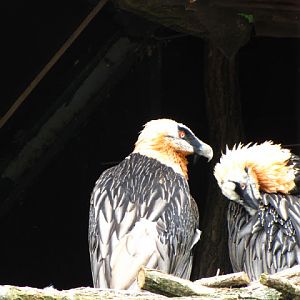 Tiergarten Schönbrunn 12.06.2010