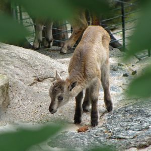 Tiergarten Schönbrunn 12.06.2010