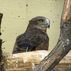 Tiergarten Schönbrunn 12.06.2010