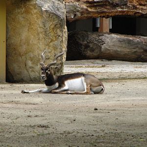 Tiergarten Schönbrunn 12.06.2010