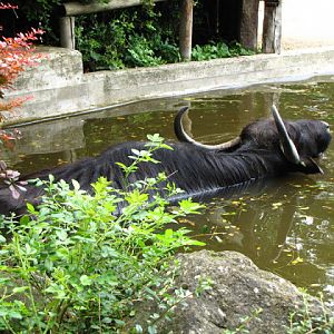 Tiergarten Schönbrunn 12.06.2010
