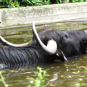 Tiergarten Schönbrunn 12.06.2010