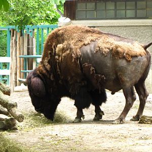 Tiergarten Schönbrunn 12.06.2010