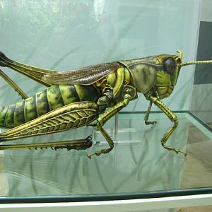 Tiergarten Schönbrunn 12.06.2010