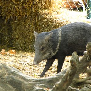 Tiergarten Schönbrunn 12.06.2010