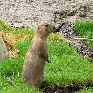 Tiergarten Schönbrunn 12.06.2010