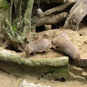 Tiergarten Schönbrunn 12.06.2010