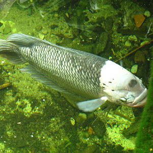 Tiergarten Schönbrunn 12.06.2010