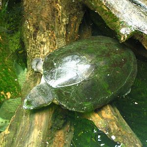 Tiergarten Schönbrunn 12.06.2010