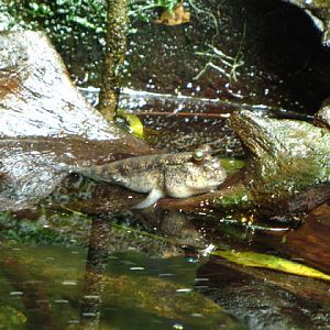 Tiergarten Schönbrunn 12.06.2010