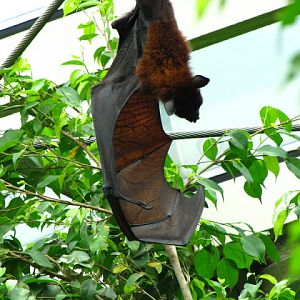 Tiergarten Schönbrunn 12.06.2010