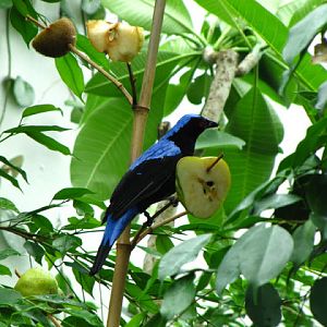 Tiergarten Schönbrunn 12.06.2010