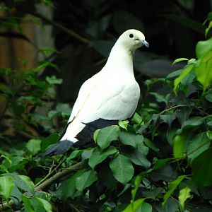 Tiergarten Schönbrunn 12.06.2010