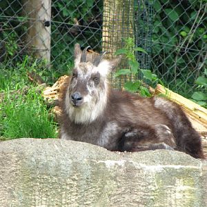 Tiergarten Schönbrunn 12.06.2010