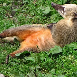 Tiergarten Schönbrunn 12.06.2010