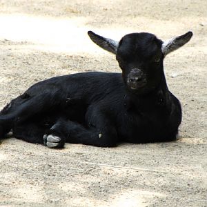 Tiergarten Schönbrunn 12.06.2010