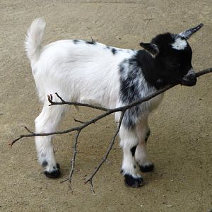 Tiergarten Schönbrunn 12.06.2010