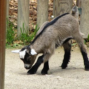 Tiergarten Schönbrunn 12.06.2010