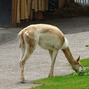 Tiergarten Schönbrunn 12.06.2010
