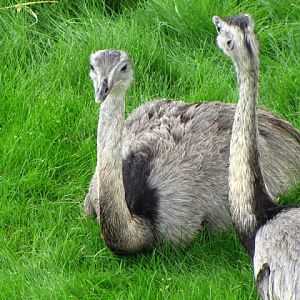 Tiergarten Schönbrunn 12.06.2010