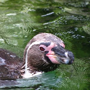 Tiergarten Schönbrunn 12.06.2010