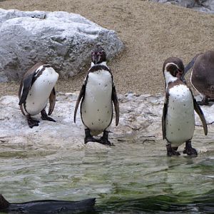 Tiergarten Schönbrunn 12.06.2010