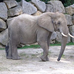 Tiergarten Schönbrunn 12.06.2010