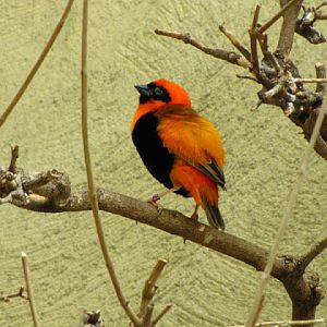 Tiergarten Schönbrunn 12.06.2010