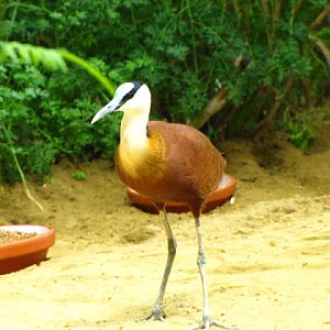 Tiergarten Schönbrunn 12.06.2010