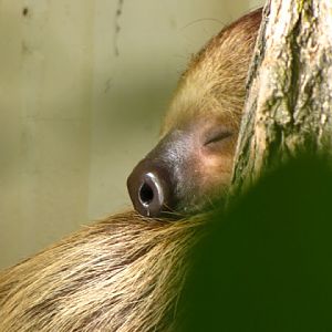 Tiergarten Schönbrunn 12.06.2010