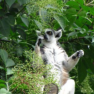 Tiergarten Schönbrunn 12.06.2010