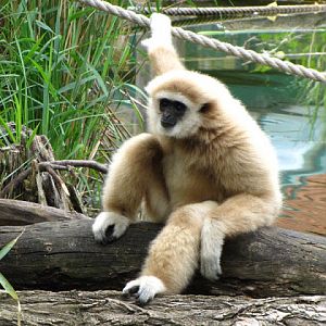 Tiergarten Schönbrunn 12.06.2010