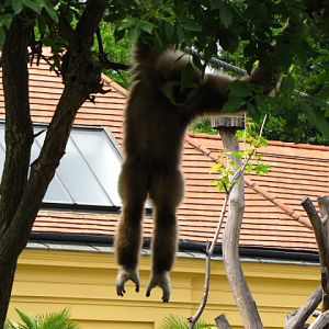 Tiergarten Schönbrunn 12.06.2010