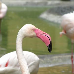 Tiergarten Schönbrunn 12.06.2010
