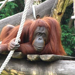 Tiergarten Schönbrunn 12.06.2010