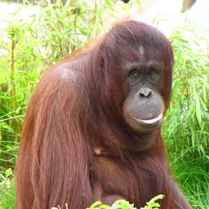 Tiergarten Schönbrunn 12.06.2010