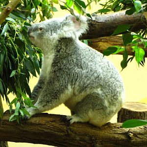 Tiergarten Schönbrunn 12.06.2010