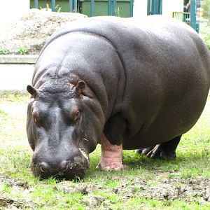 Tiergarten Schönbrunn 12.06.2010