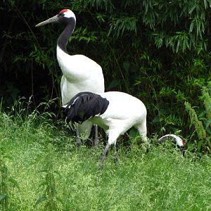 Tiergarten Schönbrunn 12.06.2010