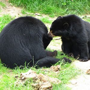 Tiergarten Schönbrunn 12.06.2010