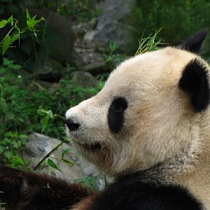 Tiergarten Schönbrunn 12.06.2010