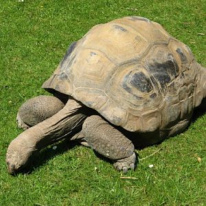 Cotswold Wildlife Park and Garden 03.06.2007