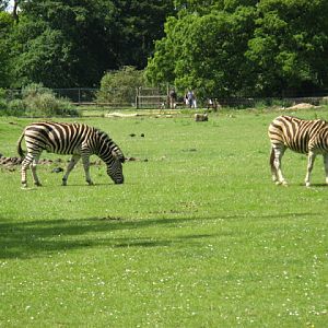 Cotswold Wildlife Park and Garden 03.06.2007