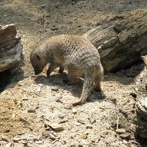 Cotswold Wildlife Park and Garden 03.06.2007