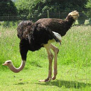 Cotswold Wildlife Park and Garden 03.06.2007