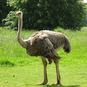 Cotswold Wildlife Park and Garden 03.06.2007