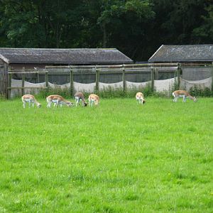 Cotswold Wildlife Park and Garden 03.06.2007