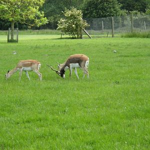 Cotswold Wildlife Park and Garden 03.06.2007